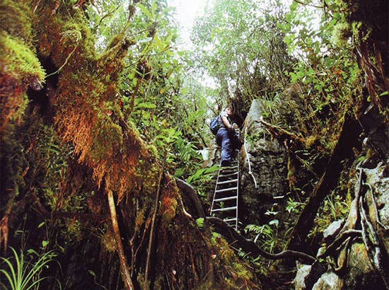 Gunung Mulu National Park Treks and Trails